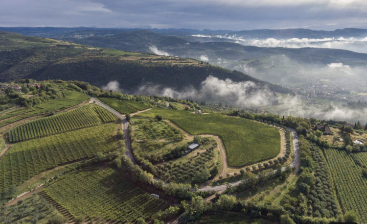 Corvina Corvina "Amarone della Valpolicella", Allegrini, Veneto, IT, 2020
