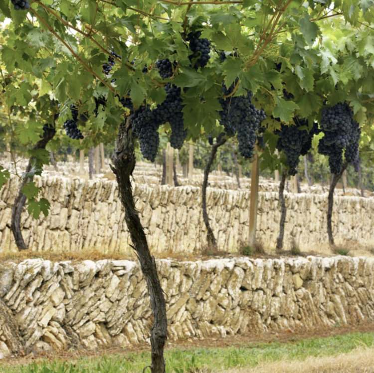 Corvina Corvina "Amarone della Valpolicella", Allegrini, Veneto, IT, 2020