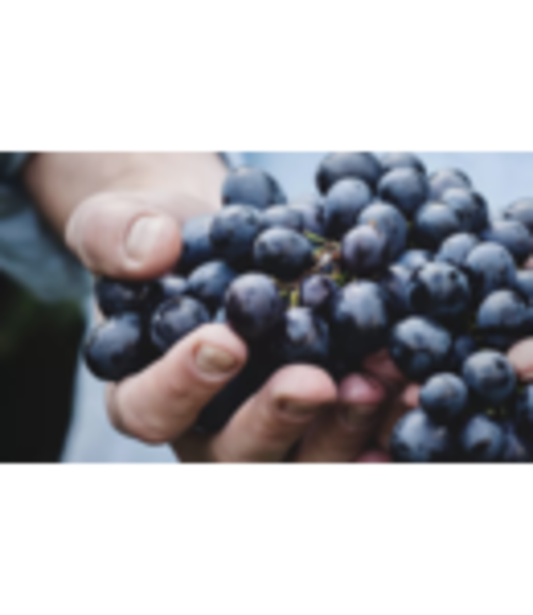 Sangiovese Brunello di Montalcino DOCG "Poggio Alle Mura", Castello Banfi, Toscana, IT, 2018