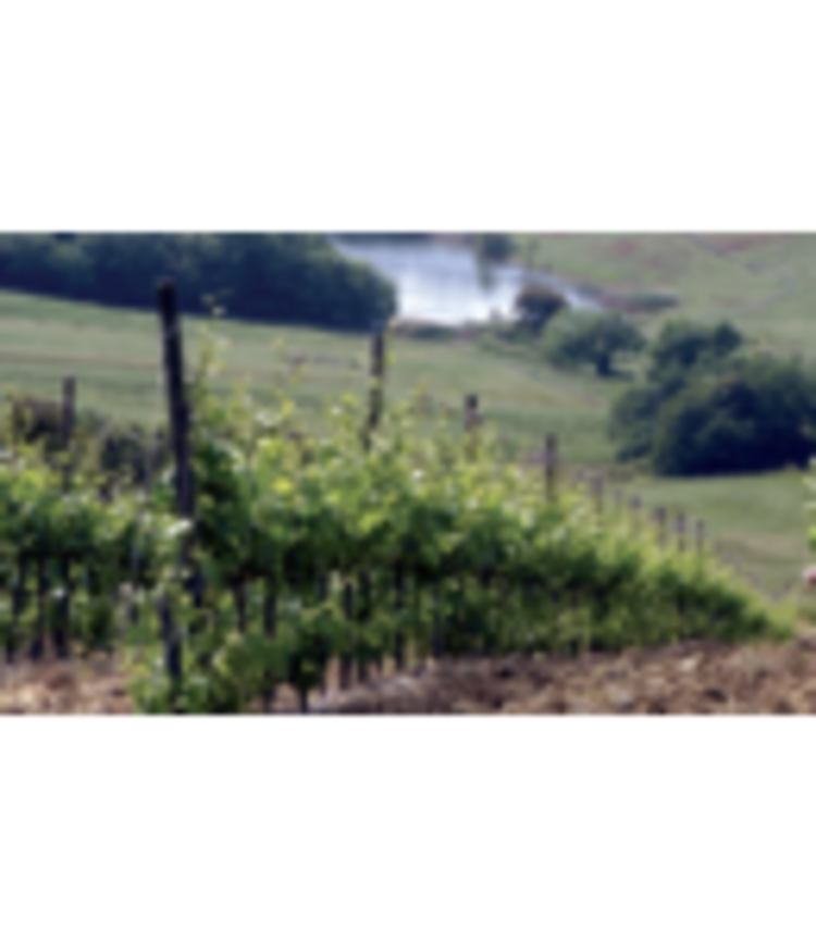 Sangiovese Brunello di Montalcino DOCG "Poggio Alle Mura", Castello Banfi, Toscana, IT, 2018