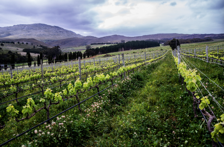 Pinot Noir Pinot Noir, Hamilton Russell Vineyards, Hemel-En-Aarde Valley, ZA, 2023