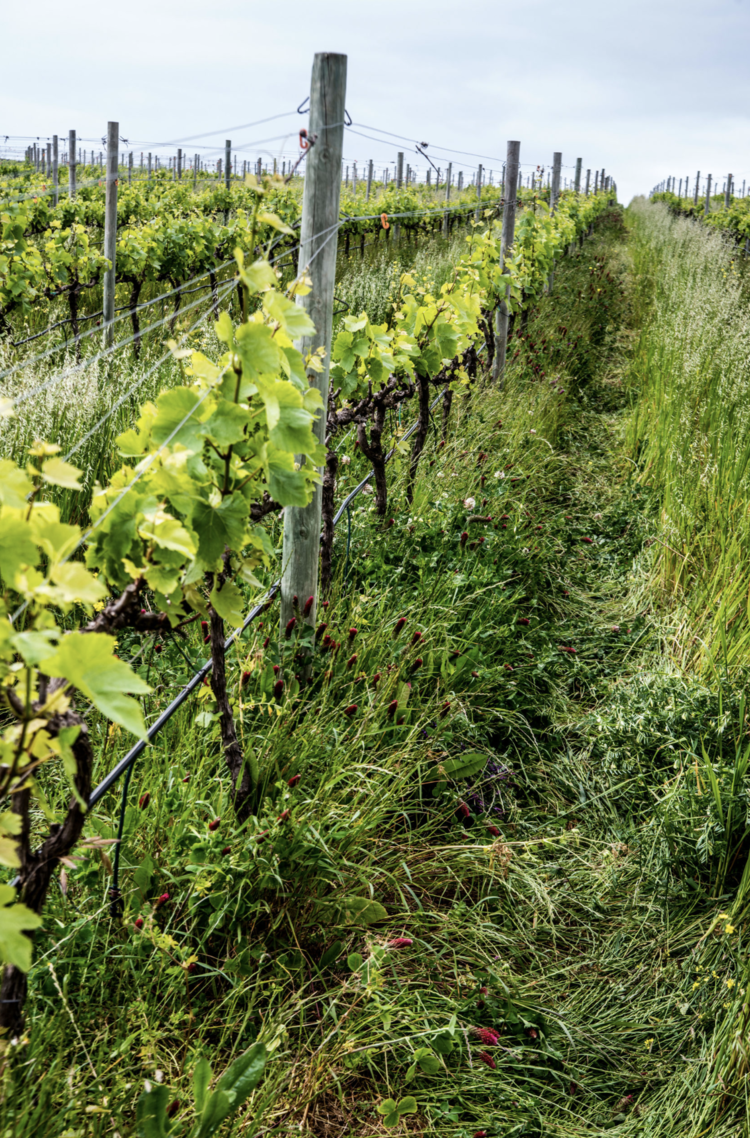 Pinot Noir Pinot Noir, Hamilton Russell Vineyards, Hemel-En-Aarde Valley, ZA, 2023