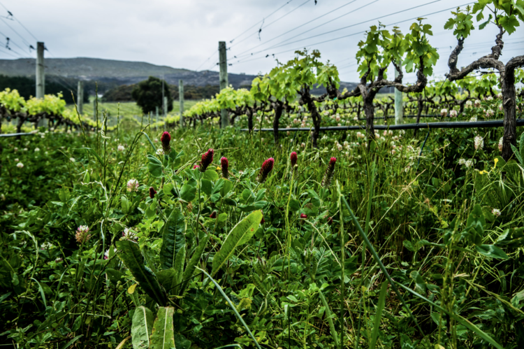 Pinot Noir Pinot Noir, Hamilton Russell Vineyards, Hemel-En-Aarde Valley, ZA, 2023