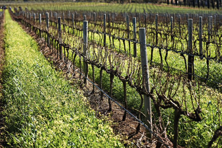 Pinot Noir Pinot Noir, Hamilton Russell Vineyards, Hemel-En-Aarde Valley, ZA, 2023