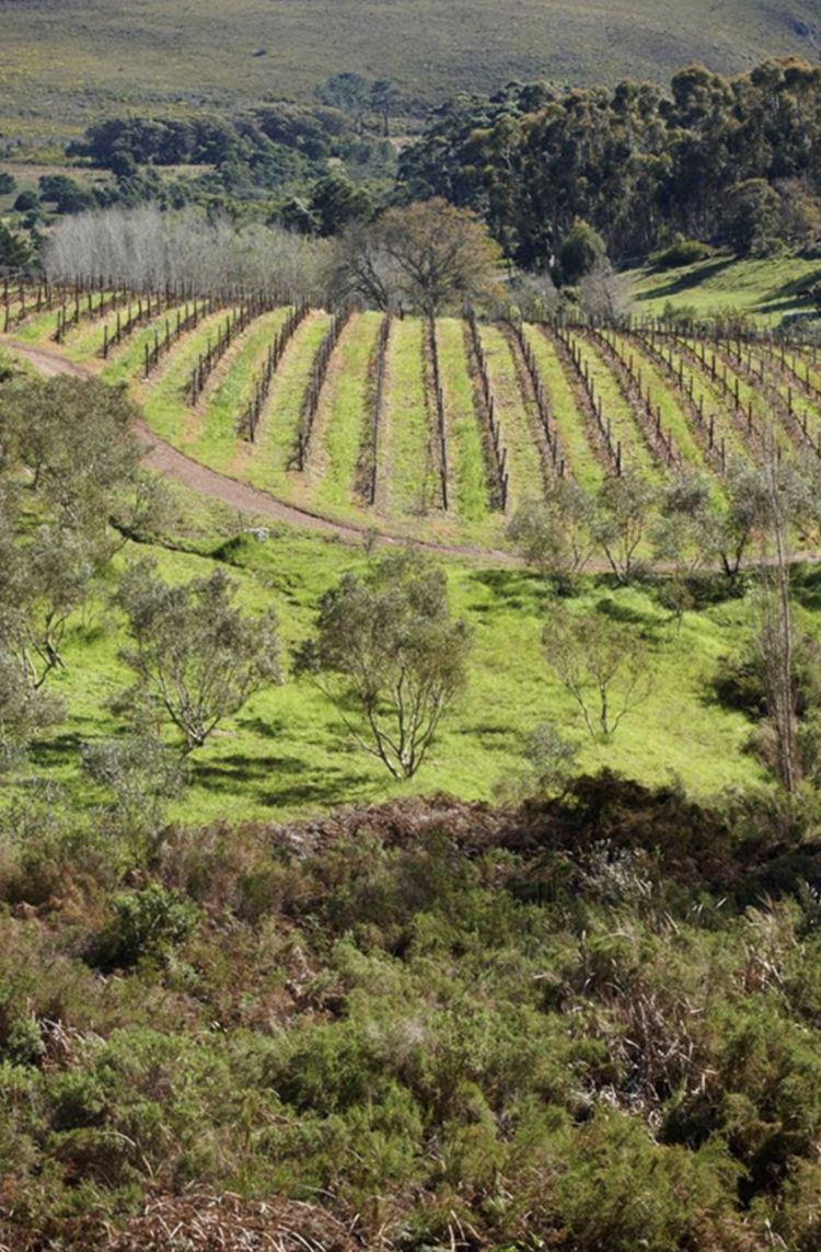 Pinot Noir Pinot Noir, Hamilton Russell Vineyards, Hemel-En-Aarde Valley, ZA, 2023