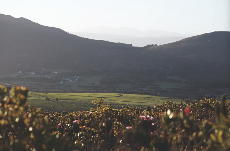 Pinot Noir Pinot Noir, Hamilton Russell Vineyards, Hemel-En-Aarde Valley, ZA, 2023
