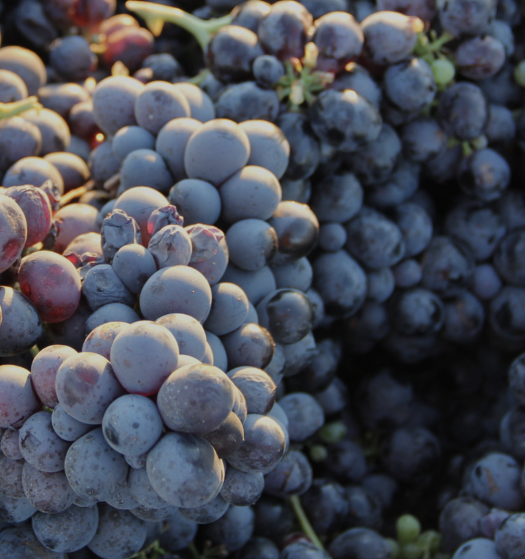 Zinfandel Zinfandel "Juvenile”, Turley Wine Cellars, CA, 2023 (Turley Family & Tegan Passalacqua)