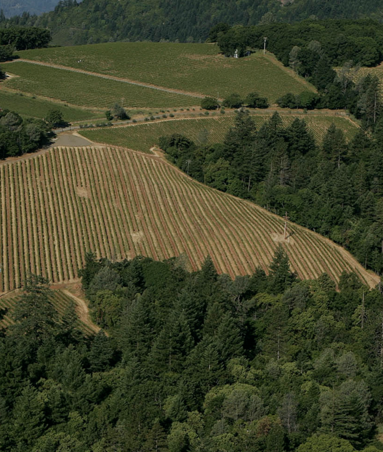 Zinfandel Zinfandel "Juvenile”, Turley Wine Cellars, CA, 2023 (Turley Family & Tegan Passalacqua)