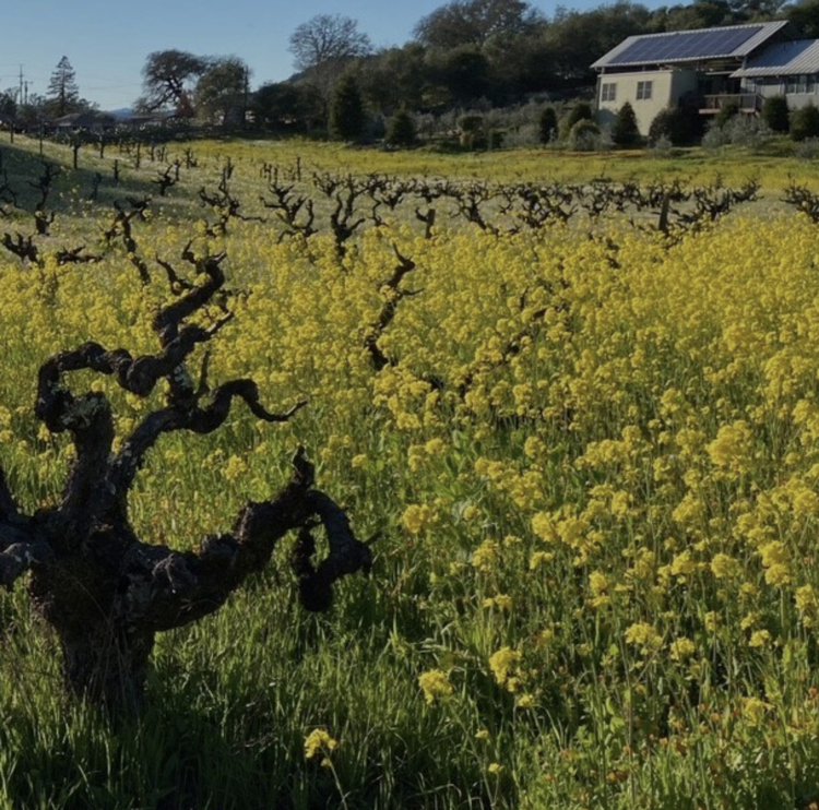 Zinfandel Zinfandel "Juvenile”, Turley Wine Cellars, CA, 2023 (Turley Family & Tegan Passalacqua)