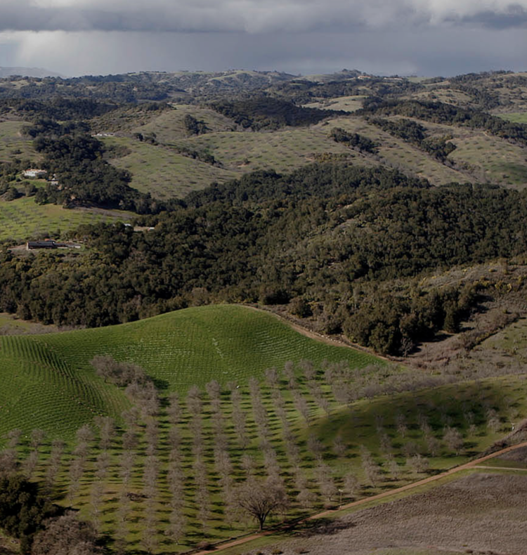Zinfandel Zinfandel "Juvenile”, Turley Wine Cellars, CA, 2023 (Turley Family & Tegan Passalacqua)