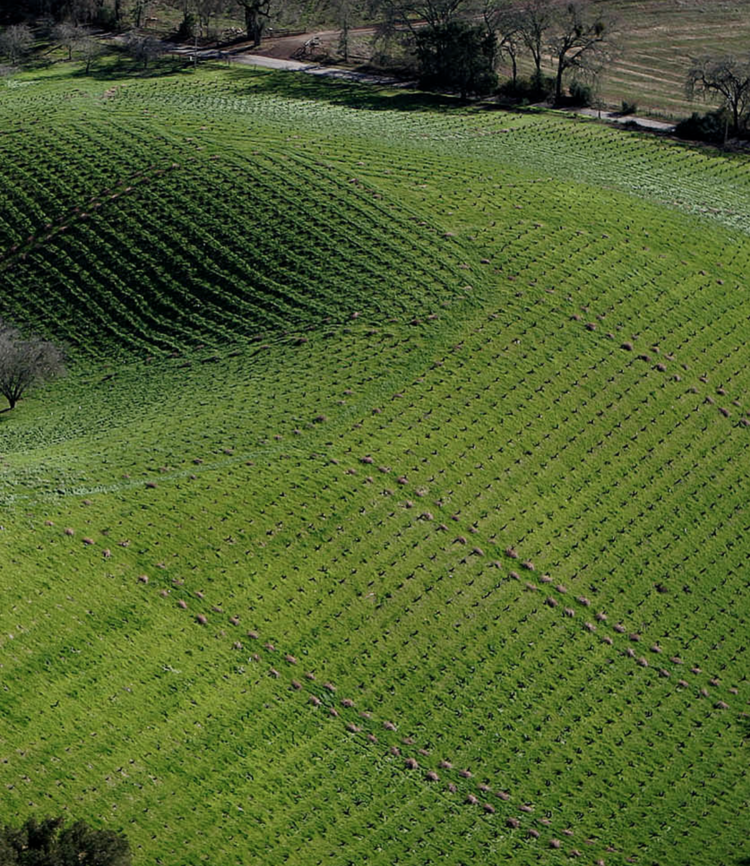 Zinfandel Zinfandel "Juvenile”, Turley Wine Cellars, CA, 2023 (Turley Family & Tegan Passalacqua)