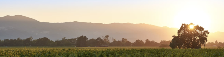 Cabernet Sauvignon Cabernet Sauvignon, Plumpjack Estate, Oakville, CA, 2021