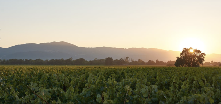 Cabernet Sauvignon Cabernet Sauvignon, Plumpjack Estate, Oakville, CA, 2021