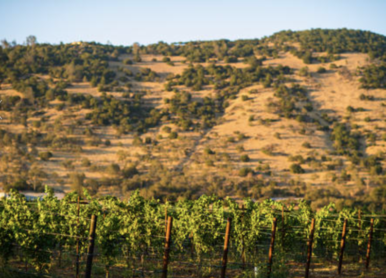 Cabernet Sauvignon Cabernet Sauvignon, Plumpjack Estate, Oakville, CA, 2021