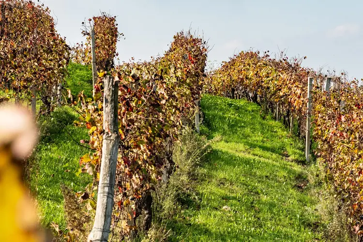 Nebbiolo Barbaresco, Bordini, La Spinetta, Piedmont, IT, 2018