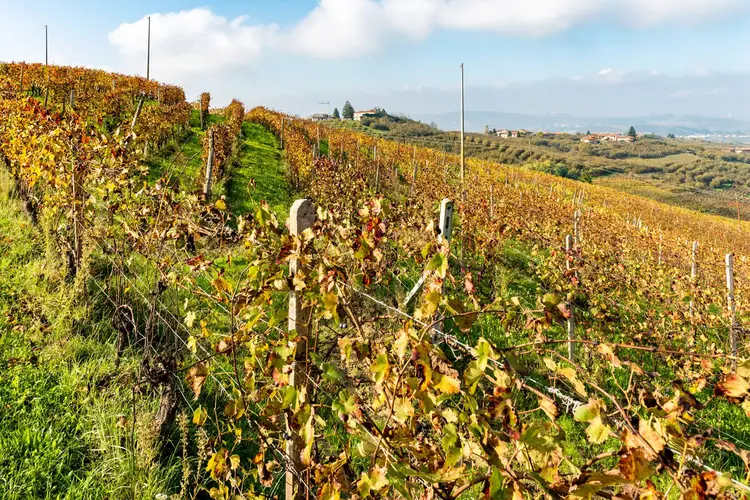 Nebbiolo Barbaresco, Bordini, La Spinetta, Piedmont, IT, 2018