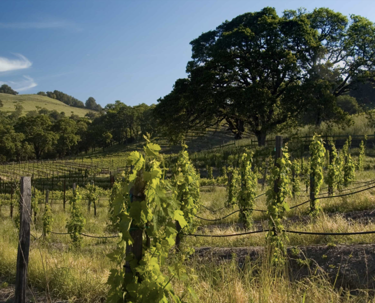 Zinfandel Zinfandel "Old Vines", Selby Winery, Sonoma County, CA, 2020
