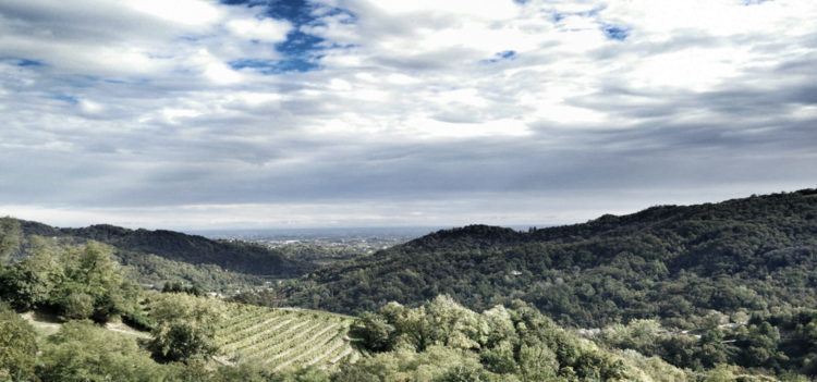 Zinfandel Zinfandel "Old Vines", Selby Winery, Sonoma County, CA, 2020