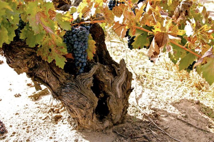 Zinfandel Zinfandel "Kirschenmann", Turley, Lodi, CA, 2021