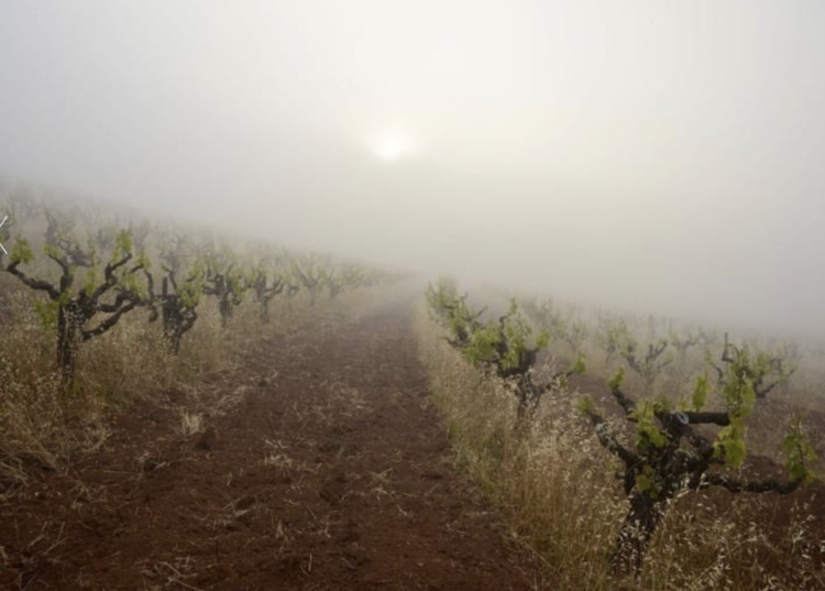 Zinfandel Zinfandel "Kirschenmann", Turley, Lodi, CA, 2021