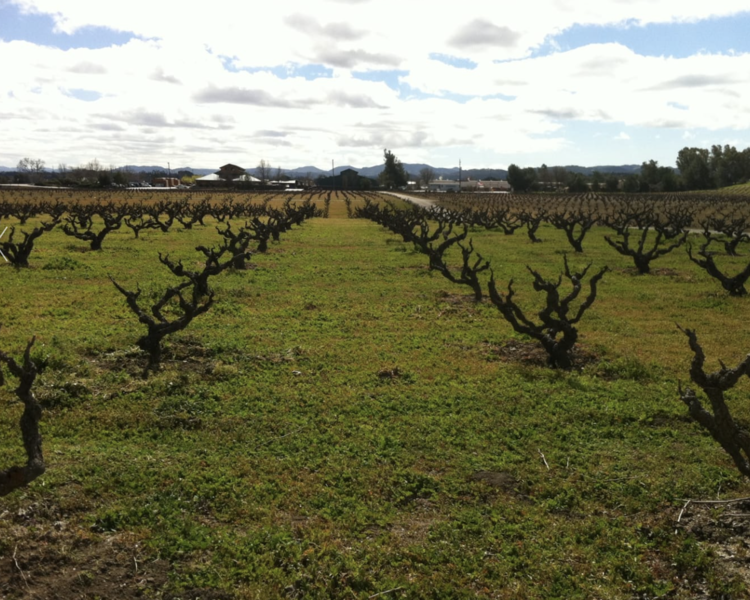 Zinfandel Zinfandel "Kirschenmann", Turley, Lodi, CA, 2021