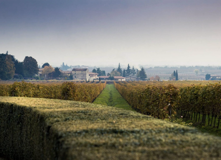 Corvina Amarone Classico "Costasera", Masi, IT, 2020