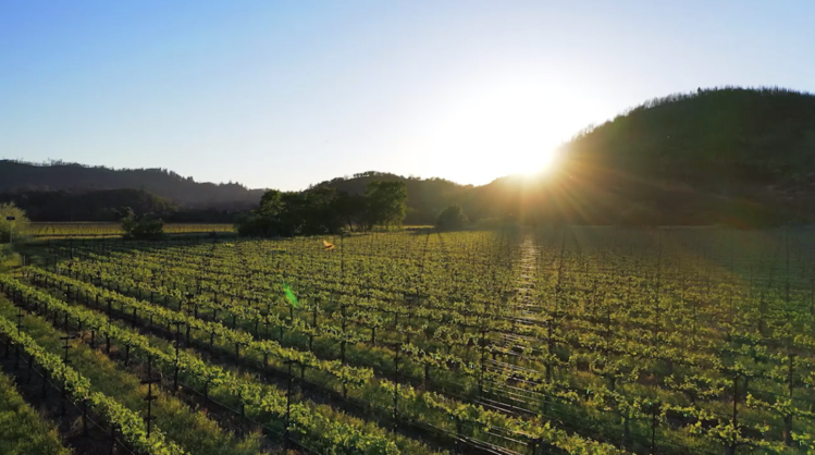 Chardonnay Chardonnay, Chateau Montelena, Napa Valley, CA, 2021