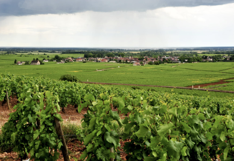 White Burgundy Bourgogne Blanc, "Cuvee Saint-Vincent", Girardin, Burgundy, FR, 2021
