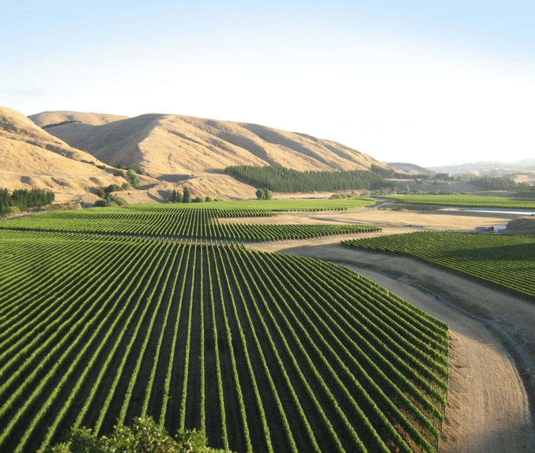 Sauvignon Blanc Sauvignon Blanc, Craggy Range, Martinborough, NZ, 2024