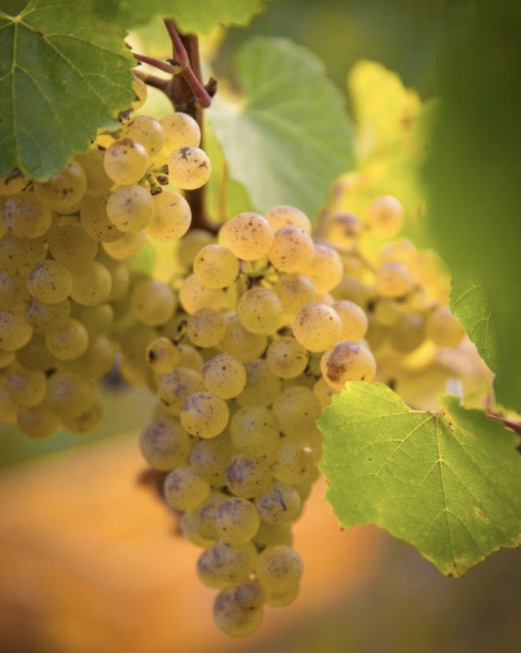 Sauvignon Blanc Sauvignon Blanc, Craggy Range, Martinborough, NZ, 2024