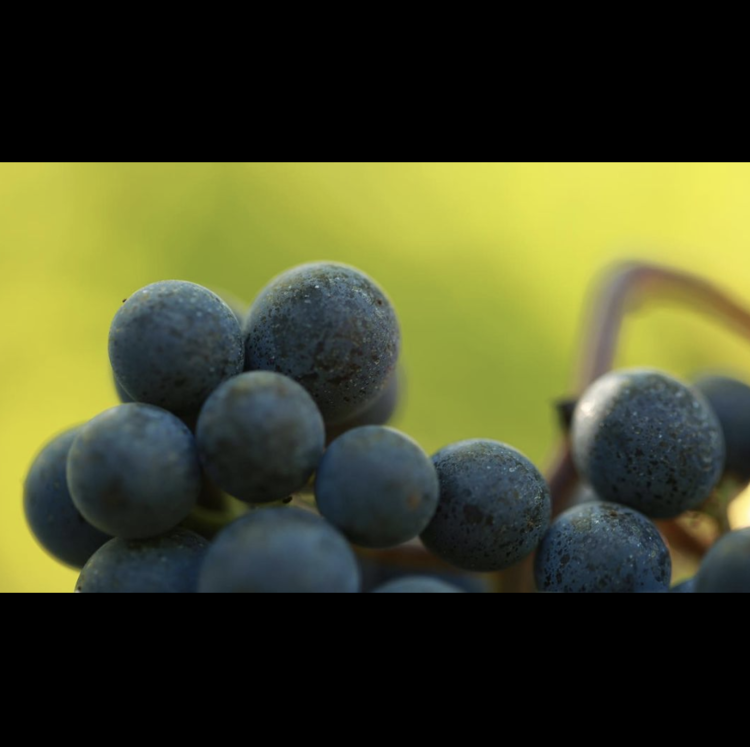 Last Chance Château Pavie, 1er Grand Cru Classé "A", Saint-Émilion, FR, 2018 (Gérard Perse & Michel Rolland)