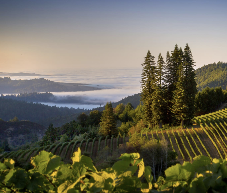 Chardonnay Chardonnay, Flowers Vineyards, Sonoma Coast, CA 2023