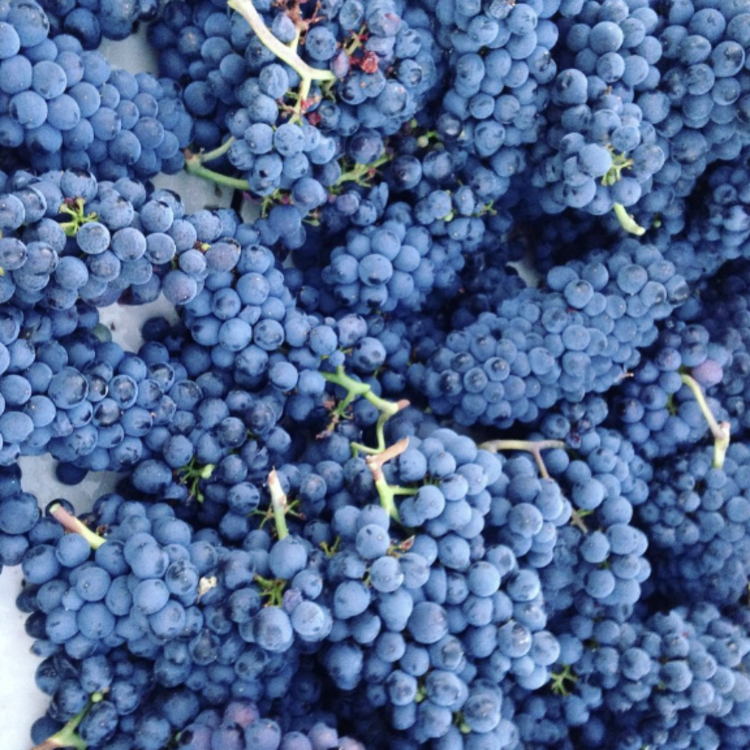 Pinot Noir Pinot Noir, Nicolas-Jay, Willamette Valley, OR, 2021