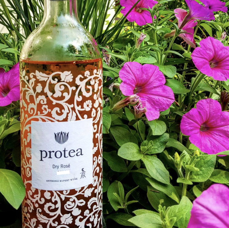 Rosè Dry Rosé "Protea", Anthonij Rupert, Coastal Region, ZA, 2024