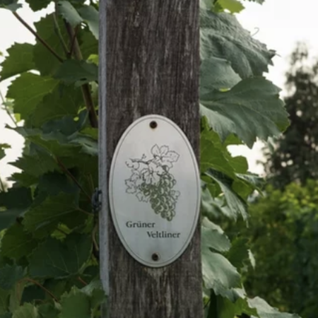 Gruner Veltliner