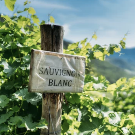 Sauvignon Blanc
