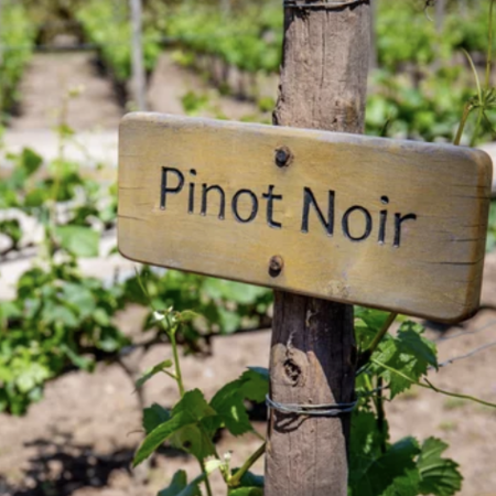 Pinot Noir