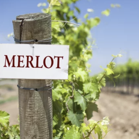Merlot