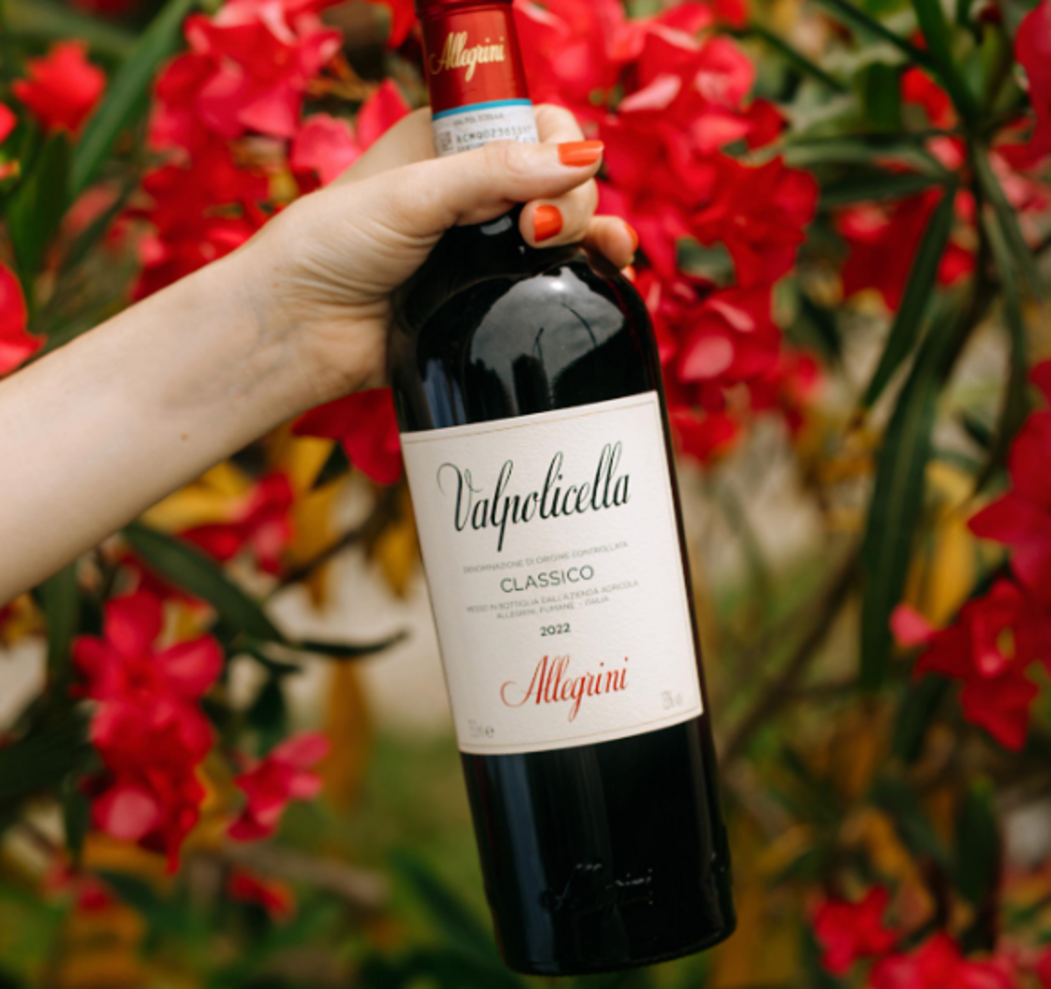 Valpolicella Classico, Allegrini, IT, 2024 - Michael's Wine Cellar