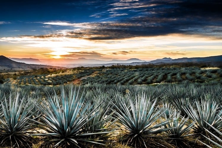 Tequila