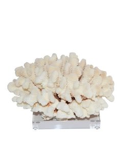 Cluster Coral - Medium