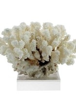 Cluster Coral - Medium