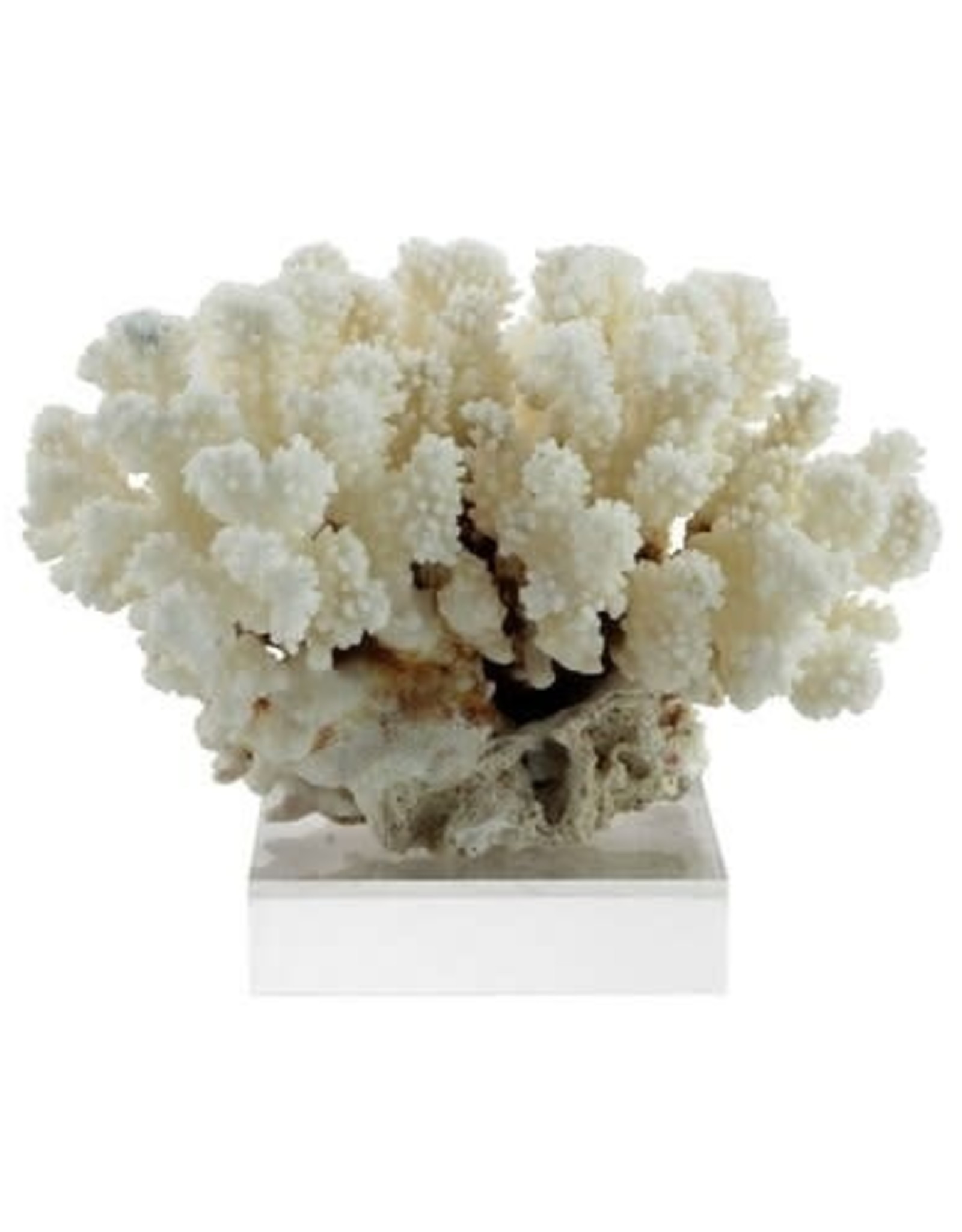 Cluster Coral - Medium