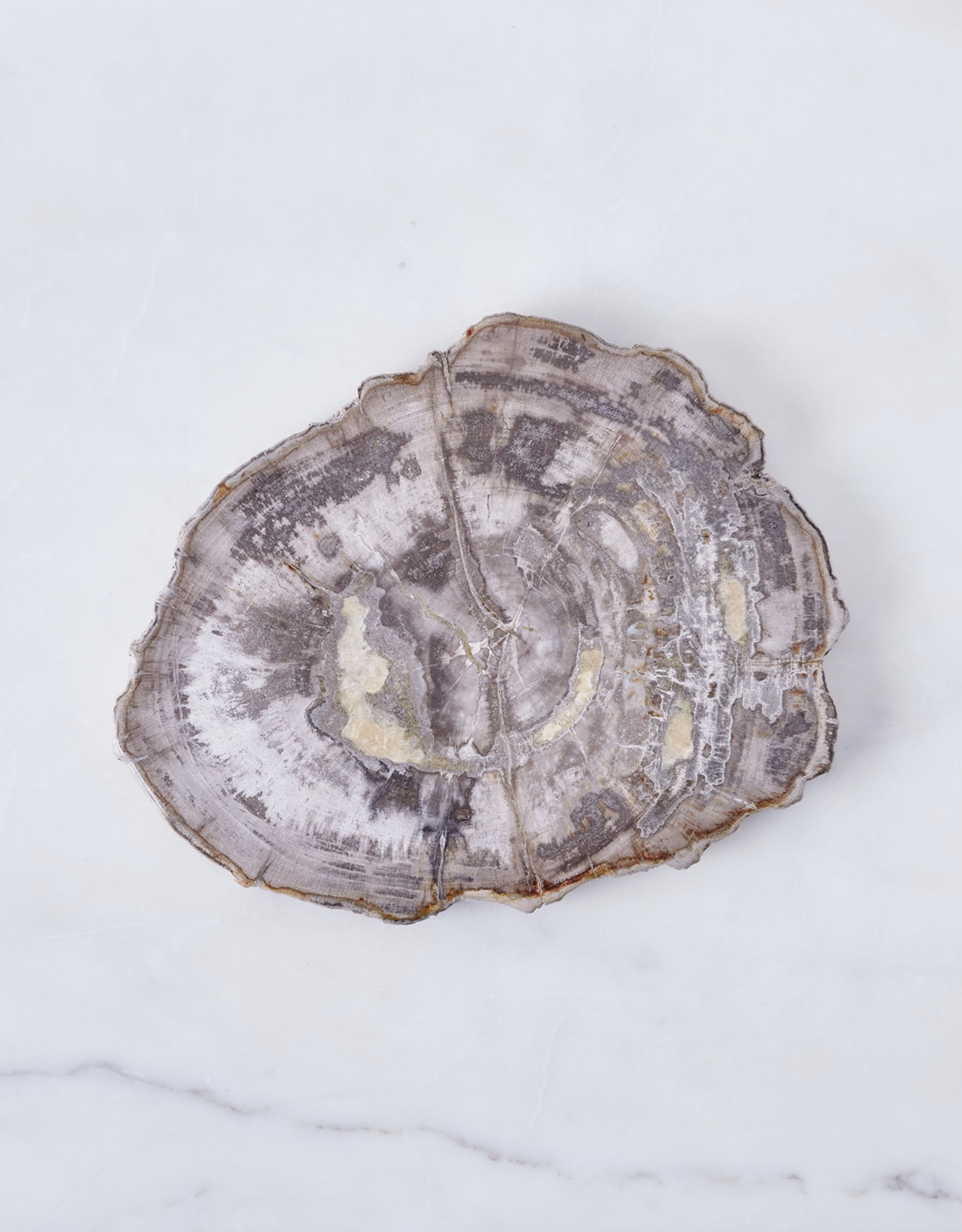 Petrified Wood Platter 8-10in. (20-25cm)