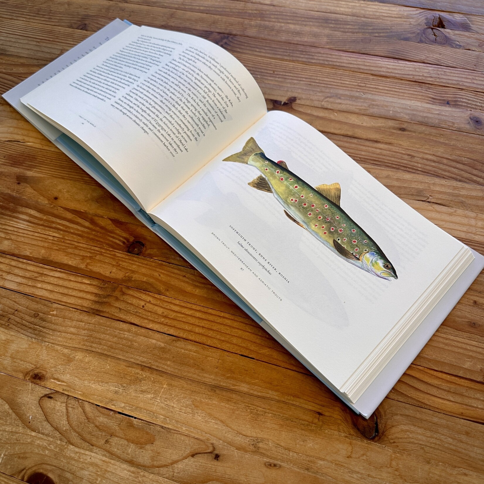 Trout of the World, James Prosek - Hard Cover Book