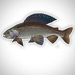 CASEY UNDERWOOD STICKER - GRAYLING
