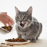 Dry Cat Food