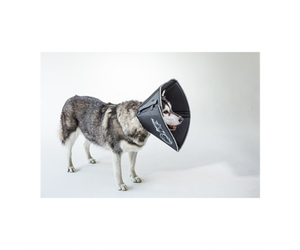 Cozy cone cheap dog collar