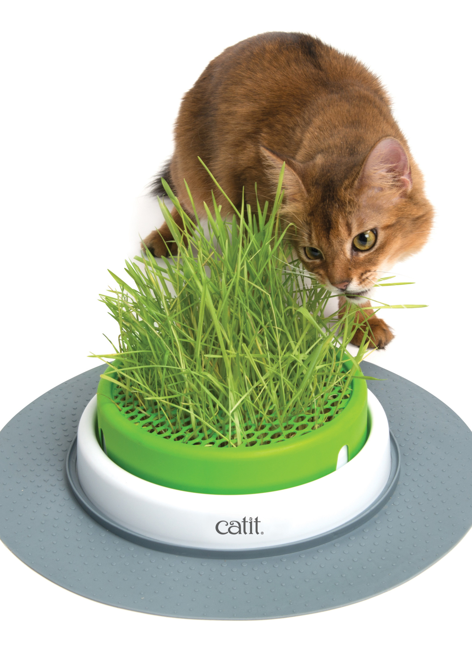 Catit® Catiti® Senses 2.0 Grass Planter
