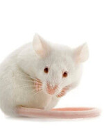City Reptile Frozen Mice - Adult (Medium)